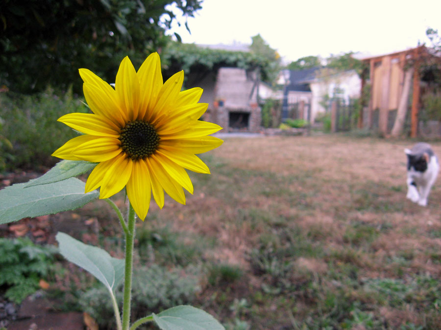 Rowell-Farms-Sunflower