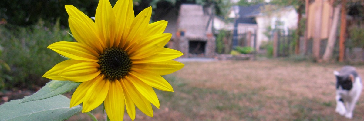 Sunflower-slide
